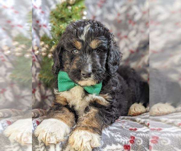 Medium Photo #6 Bernedoodle-Poodle (Standard) Mix Puppy For Sale in COCHRANVILLE, PA, USA