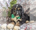 Small Photo #6 Bernedoodle-Poodle (Standard) Mix Puppy For Sale in COCHRANVILLE, PA, USA
