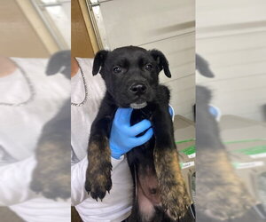 Mutt Dogs for adoption in Calgary, Alberta, Canada