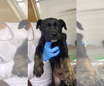 Zack - Male Mutt Dog for Adoption - Small photo
