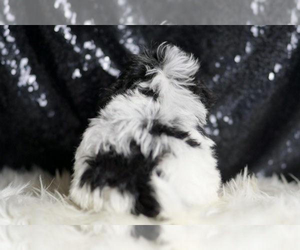 Medium Photo #7 Maltipoo Puppy For Sale in WARSAW, IN, USA