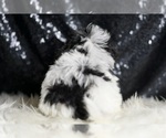 Small #6 Maltipoo