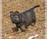 Small #2 German Shepherd Dog