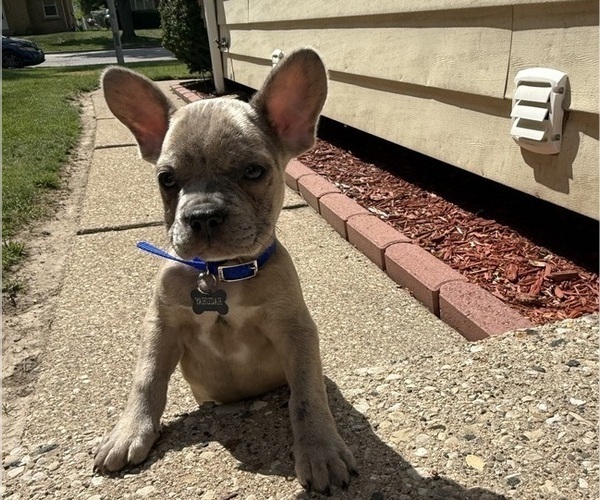 Medium Photo #5 French Bulldog Puppy For Sale in MILWAUKEE, WI, USA