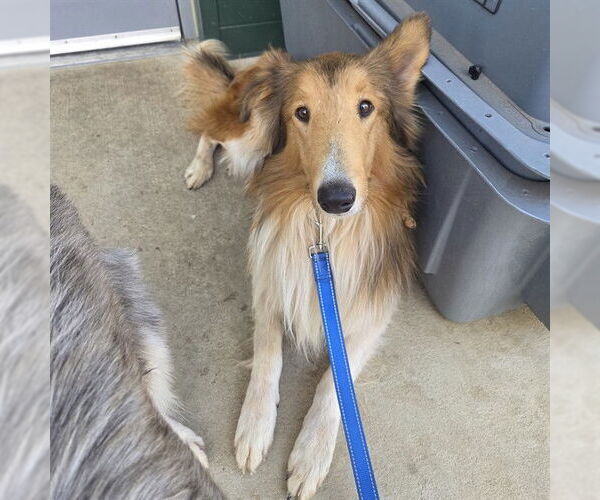 Medium Photo #1 Collie Puppy For Sale in Waterford, VA, USA