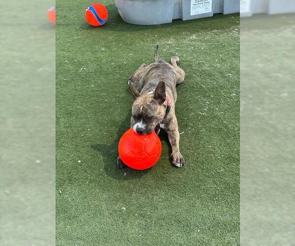 Medium Photo #2 American French Bull Terrier Puppy For Sale in Incline Village, NV, USA
