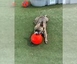 Small #1 American French Bull Terrier