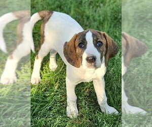Mutt Dogs for adoption in Wakefield, RI, USA