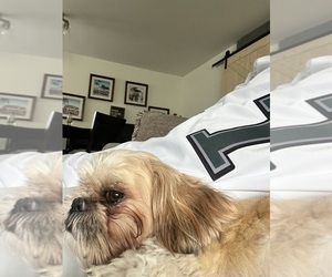 Father of the Shih Tzu puppies born on 11/07/2025