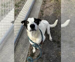 Pointer-Unknown Mix Dogs for adoption in Corpus Christi, TX, USA