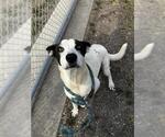 DRAGONFRUIT - Female Pointer-Unknown Mix Dog for Adoption - Small photo
