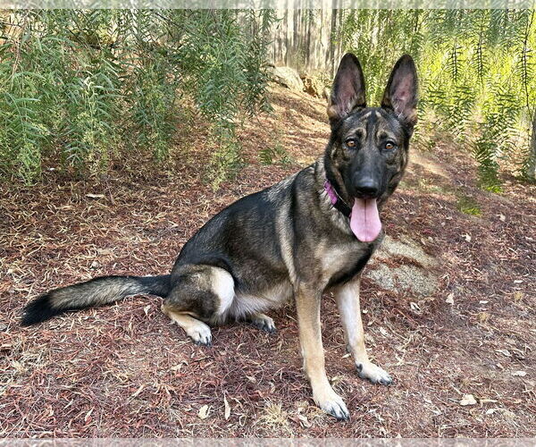 Medium Photo #2 German Shepherd Dog Puppy For Sale in San Diego, CA, USA