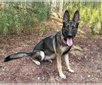 Small #1 German Shepherd Dog