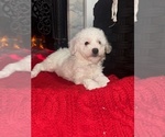 Puppy Gambit F1b Aussiedoodle Miniature -Poodle (Toy) Mix