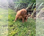 Small Photo #45 Double Doodle Puppy For Sale in LAGRANGE, GA, USA