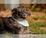 Small #2 Australian Shepherd