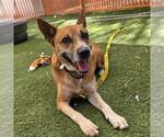 Small #1 German Shepherd Dog Mix