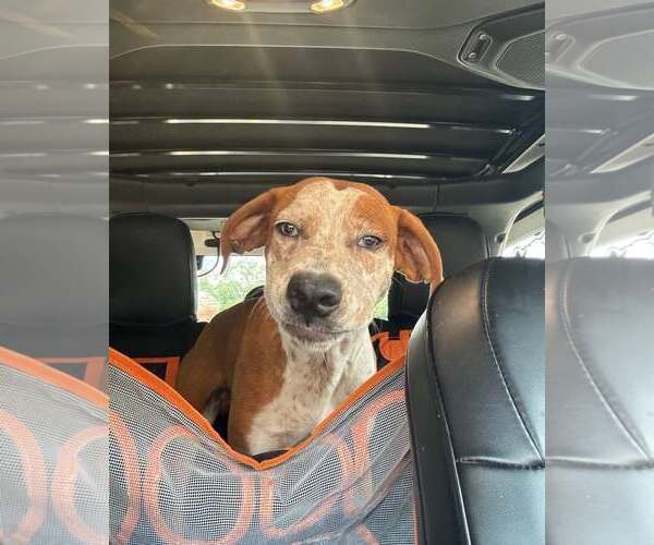 Medium Photo #2 Mutt Puppy For Sale in Sheboygan, WI, USA