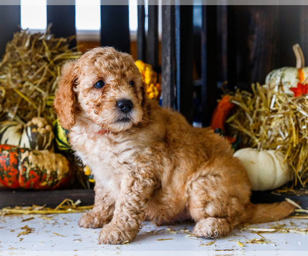 Medium Photo #1 Goldendoodle-Poodle (Miniature) Mix Puppy For Sale in WAKARUSA, IN, USA