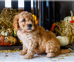 Puppy 3 Goldendoodle-Poodle (Miniature) Mix
