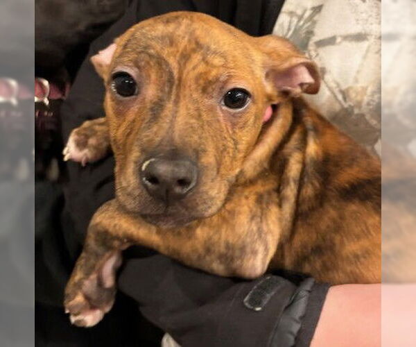 Medium Photo #2 Mutt Puppy For Sale in Fargo, ND, USA