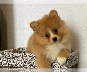 Pomeranian Puppy for sale in DOWNING, MO, USA