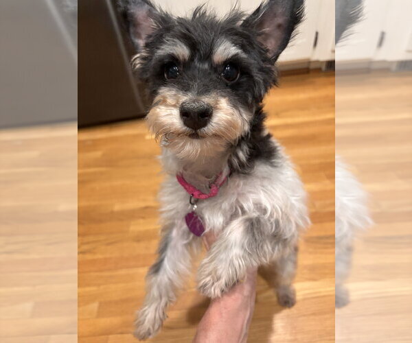 Medium Photo #1 Mutt Puppy For Sale in Arlington, VA, USA