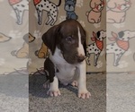 Small #2 Great Dane