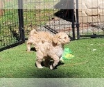 Small Photo #8 Cockapoo Puppy For Sale in PIONEER, CA, USA