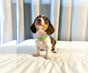 Dachshund Puppy for sale in PERRY, FL, USA