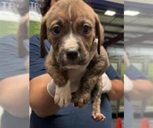 Mutt Dogs for adoption in Bakersfield, CA, USA