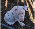 Small Photo #17 Bull Terrier Puppy For Sale in LONG BEACH, CA, USA