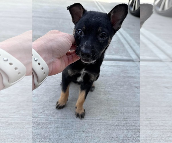 Medium Photo #2 Chihuahua-Unknown Mix Puppy For Sale in Woodbury, NY, USA
