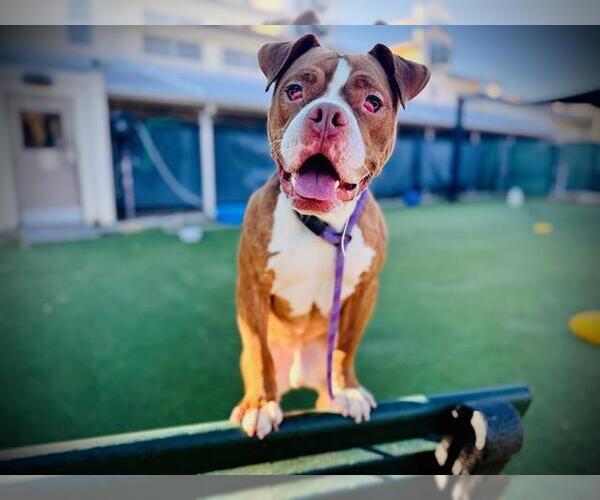 Medium Photo #1 Bulldog-Unknown Mix Puppy For Sale in Orlando, FL, USA