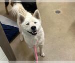 Small Siberian Husky