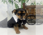 Small #7 Shorkie Tzu