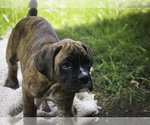 Small #8 Boxer
