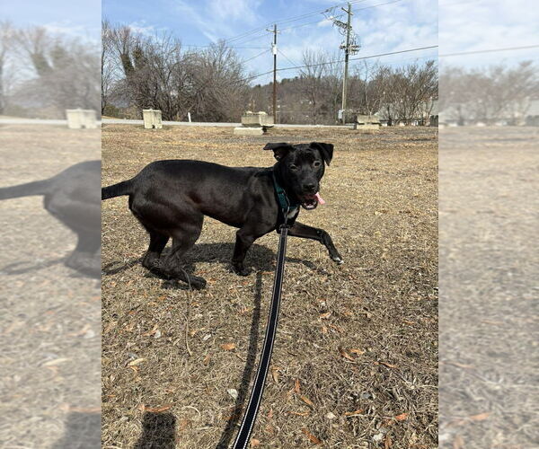 Medium Photo #3 Mutt Puppy For Sale in Candler, NC, USA