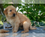 Small Photo #11 Golden Retriever Puppy For Sale in WOLCOTTVILLE, IN, USA