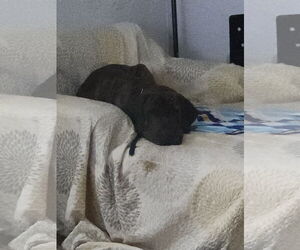 Ninio - Male Brazilian Mastiff Dog for Adoption - Photo #5