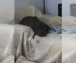 Small Photo #5 Brazilian Mastiff Puppy For Sale in Jasper, AL, USA