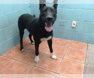 German Shepherd Dog Dogs for adoption in Downey, CA, USA