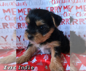 Yorkshire Terrier Puppy for sale in SANDY, UT, USA