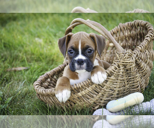 Medium Photo #1 Boxer Puppy For Sale in SHIPSHEWANA, IN, USA