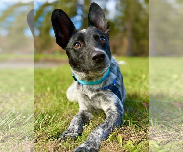 Medium Photo #4 Mutt Puppy For Sale in West Cornwall, CT, USA