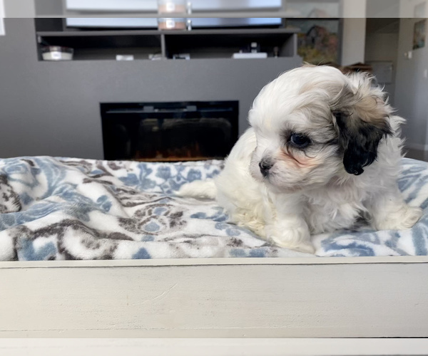 Medium Photo #3 Zuchon Puppy For Sale in GALENA, NV, USA