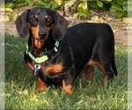 Small #1 Dachshund