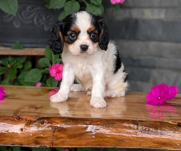Medium Photo #5 Cavalier King Charles Spaniel Puppy For Sale in GOSHEN, IN, USA