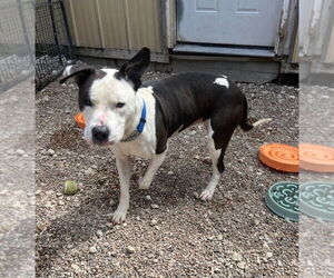 American Staffordshire Terrier-Unknown Mix Dogs for adoption in Foristell, MO, USA