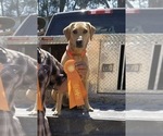 Small Photo #6 Labrador Retriever Puppy For Sale in DELANO, CA, USA